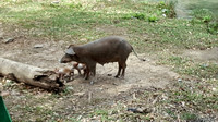 Tours and Excursions in Trinidad Cuba by Casa Las Tres Naranjas